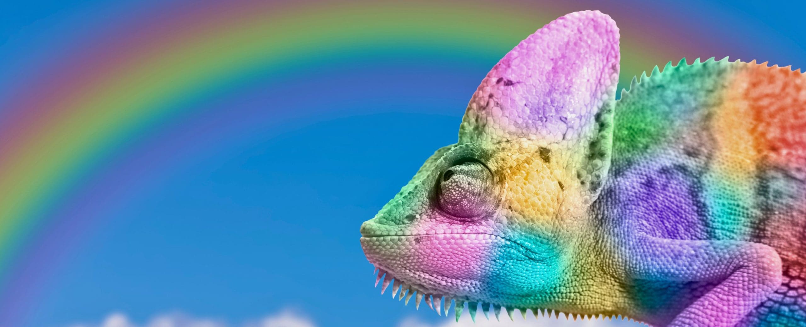 hero section rainbow chameleon story